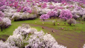 202005181431130541.gif
