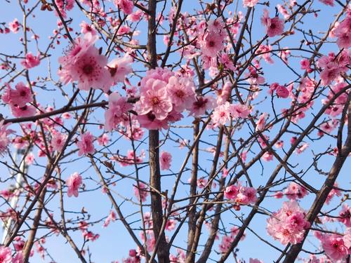 2花蕾满枝 2花蕾满枝