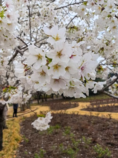 6白色樱花绽放 6白色樱花绽放